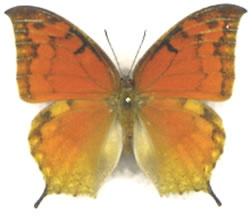 Anaea cubana