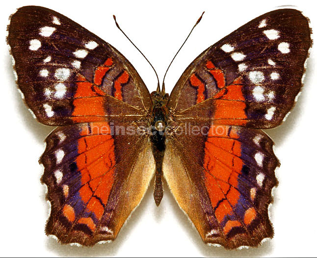 Anartia amathea