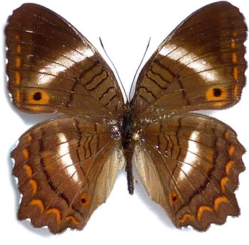 Anartia lytrea