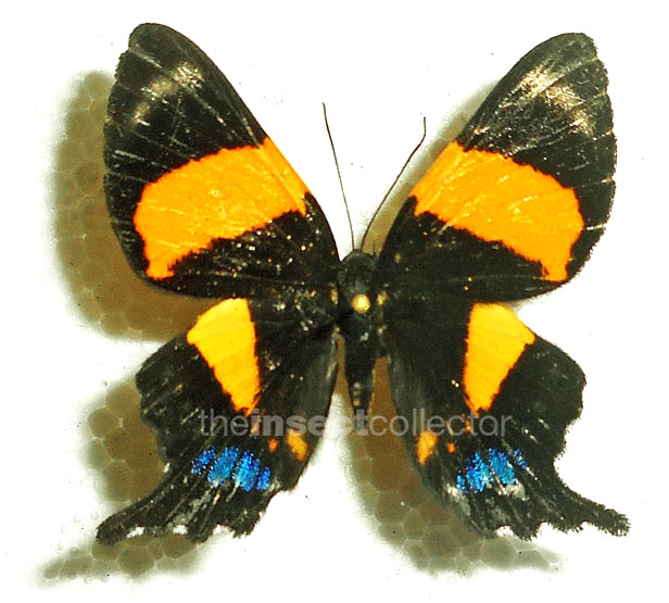 Ancyluris inca 