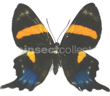 Ancyluris inca 