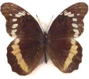 Anetia cubana 