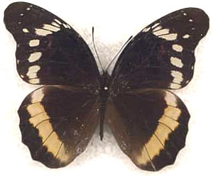 Anetia cubana 