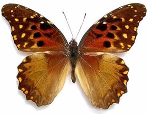 Anetia jaegeri