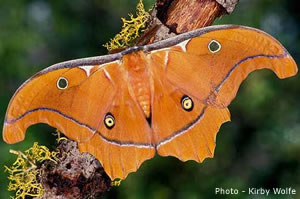 Antheraea godmani