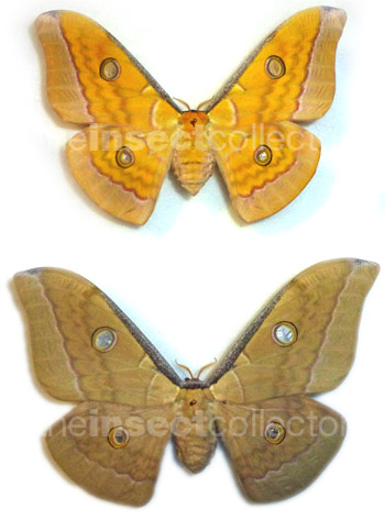 Antheraea frithi 