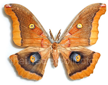 Antheraea mexicana