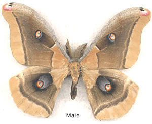 Antheraea oculea