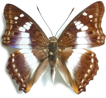 Apatura ambica 