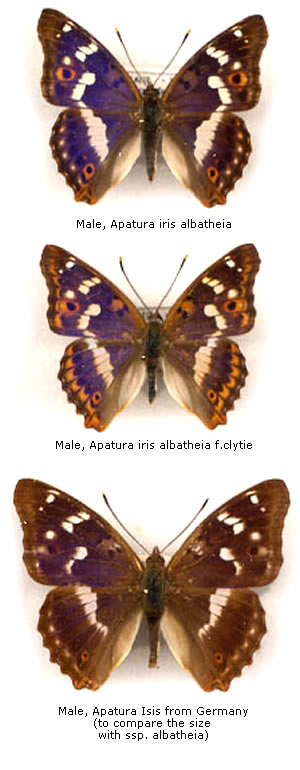 Apatura ilia 