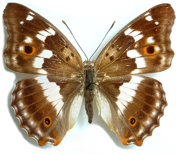 Apatura ilia 