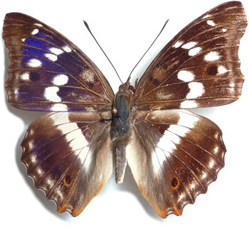 Apatura ilia