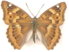 Apatura ilia