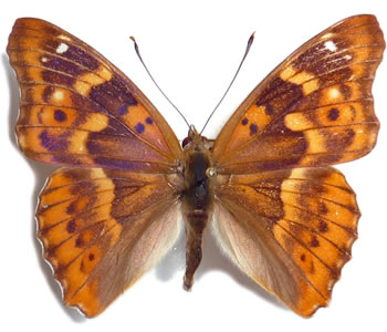 Apatura ilia