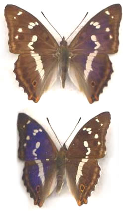 Apatura iris