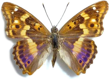 Apatura ilia