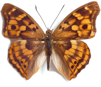 Apatura laverna