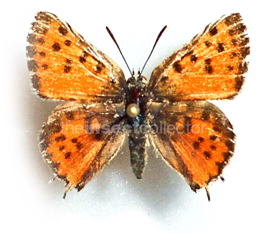 Apharitis cilissa