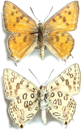 Apharitis ottostaudingeri (=ex maxima) 