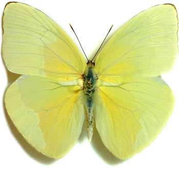 Aphrissa boisduvalii