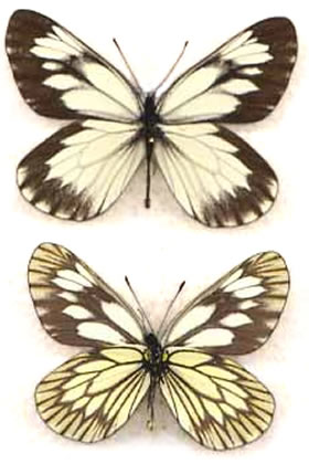 Aporia acraea  