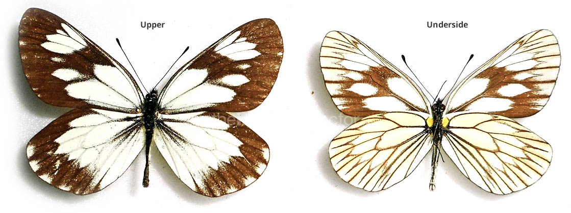 Aporia acraea  