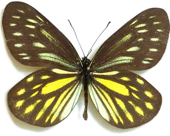 Aporia agathon 