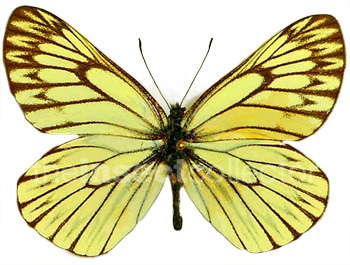 Aporia goutellei