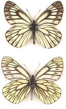 Aporia goutellei