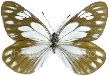 Aporia larraldei 