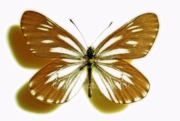 Aporia monbeigi