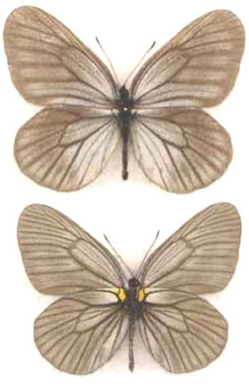 Aporia potanini 