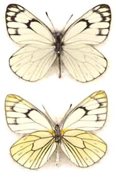 Aporia leucodice 