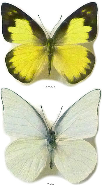 Appias albina 