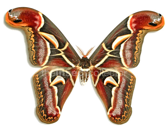 Archaeoattacus edwardsii