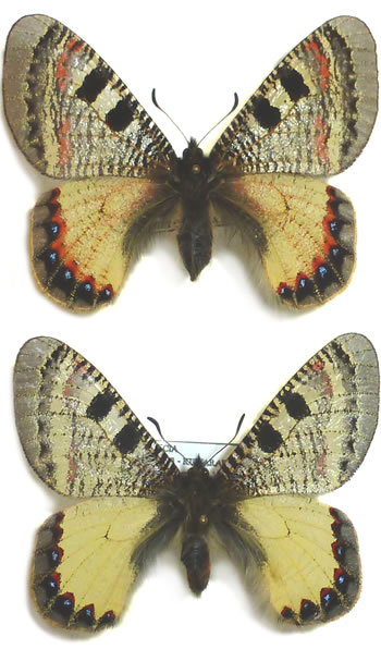 Archon apollinus