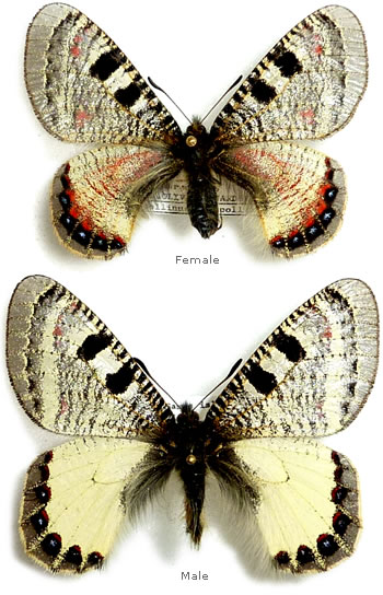 Archon apollinus