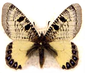 Archon apollinus 