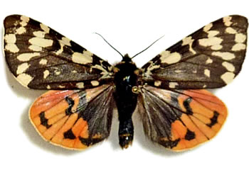 Acerbia alpina