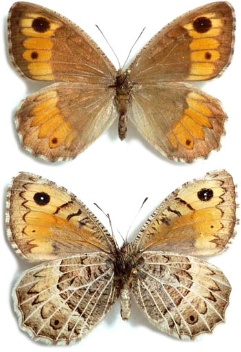 Arethusa aksuoali