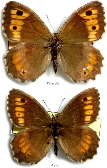 Arethusana arethusa 