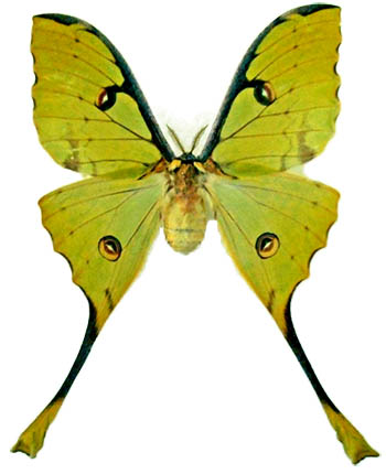 Argema mimosae