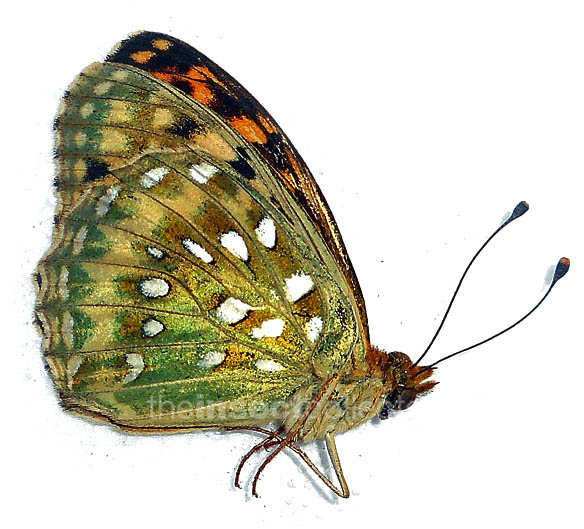 Argynnis aglaja