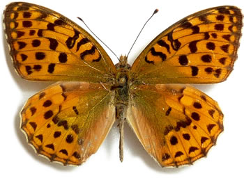 Argynnis alexandra