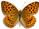 Argynnis alexandra