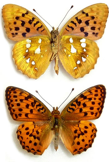 Argynnis alexandra