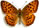 Argynnis alexandra