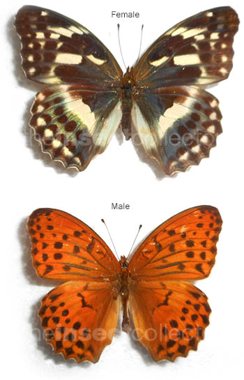 Argynnis sagana 