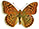 Argynnis pandora 