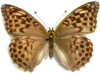 Argynnis paphia